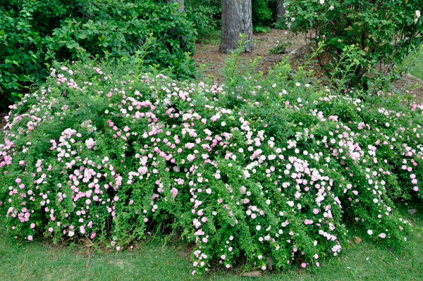 Pink Scotch rose bush